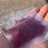 زعفران اعلا قائنات مستقیم از کشاورز