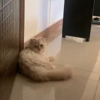 واگذاری گربه ماده اسکاتیش