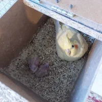 عروس هلندی دوکت لوتینو جفت با تخم و جوجه|پرنده|مشهد, شهرک مهرگان|دیوار