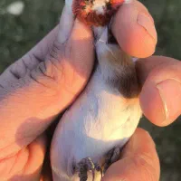 سهره چانه سفید|پرنده|رشت, جهاد|دیوار