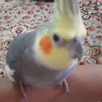 گمشده