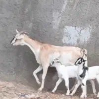 بزصومال اشکالی  دوقلو زاه