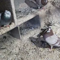 کبوتر زوردار|پرنده|چرداول, |دیوار