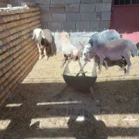 میش