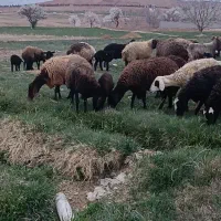 گوسفند زنده