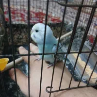 مرغ عشق