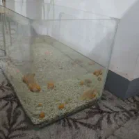 آکواریوم متوسط شیشه خم|ماهی|بندر گناوه, |دیوار