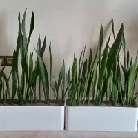 سانسوریا و فیکوس با گلدان مهرنی نو