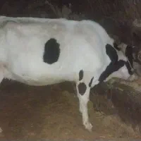 گاو و گوساله