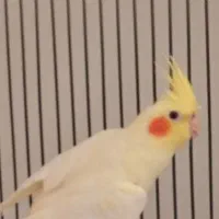 جوجه عروس هلندی|پرنده|پردیس, فاز ۱۱|دیوار