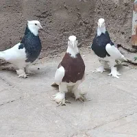 سه تا مایه طوقی