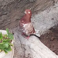 کبوتر قهوه