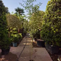 گیاه نی خیزران|گل و گیاه طبیعی|تهران, عباسآباد|دیوار