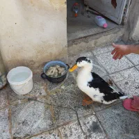 اردک ۳ماهه
