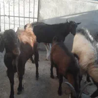 بز و کره نر|حیوانات مزرعه|تفت, |دیوار