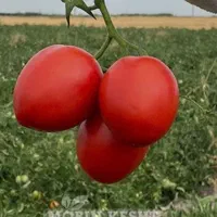 اجاره 10 هکتار زمین کشاورزی با آب شیرین|اجارهٔ دفتر صنعتی، کشاورزی، تجاری|برازجان, |دیوار