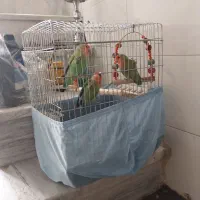 یک جفت طوطی برزیلی با جوجه