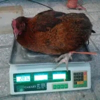 مرغ یک ساله تخم گذار