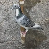 پلاکی