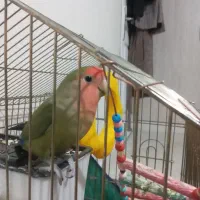 طوطی برزیلی بدون قفس|پرنده|همدان, |دیوار