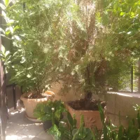 گیاهان اپارتمانی و تراس