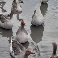 قو غاز و غاز محلی