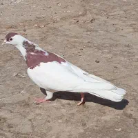 کبوتر پرشی|پرنده|اشتهارد, |دیوار