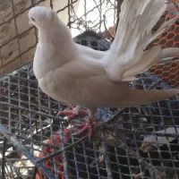 کبوتر شادگان
