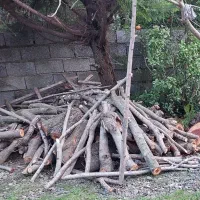 خرید و اخذ انواع چوب آلات جنگلی و باغی|خدمات باغبانی و درختکاری|کلاچای, |دیوار