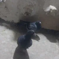 ۲ عدد کبوترصید پرشی|پرنده|مشهد, نیزه|دیوار