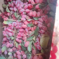 زرشک درجه یک قائنات مشهد وزعفران امروز تازه امده|خوردنی و آشامیدنی|قم, یخچال قاضی|دیوار