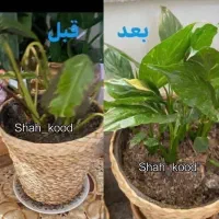 خدمات گل وگیاه و بررسی تخصصیو تعویض خاک درمنزل|گل و گیاه طبیعی|تهران, میدان ولیعصر|دیوار