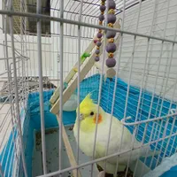عروس هلندی|پرنده|اصفهان, فروردین|دیوار