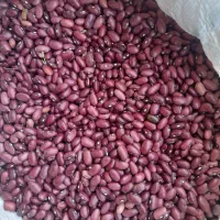 خریدوفروش لوبیای قرمز وچیتی تسویه باسکول