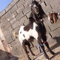 بزغاله پاکستانی|حیوانات مزرعه|تربت جام, جامرود|دیوار