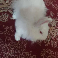 خرگوش لوپی|موش و خرگوش|زابل, |دیوار