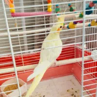 عروس هلندی لوتینو فقط معاوضه با جفت مرغ عشق رینبو