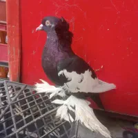 کبوتر خاص با قیمت کم