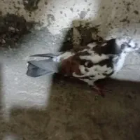 کبوترگرفتنی|پرنده|فشاپویه, |دیوار