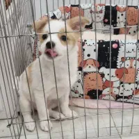 توله سگ ۴ماهه