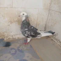 کبوتر نر