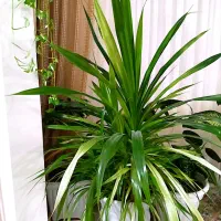 گل طبیعی|گل و گیاه طبیعی|چناران, |دیوار