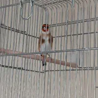 سره نر جوجه قفس