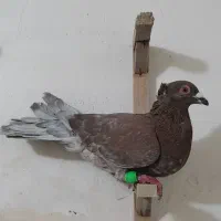 کفتر صید ۷تا قلدور|پرنده|مشهد, یاس|دیوار