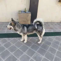 هاسکی ماده یک ساله ، عقیم شده