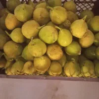 انجیر بادی