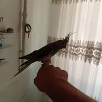 عروس|پرنده|اراک, |دیوار