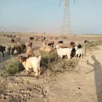 کهره سبک|حیوانات مزرعه|بهبهان, |دیوار