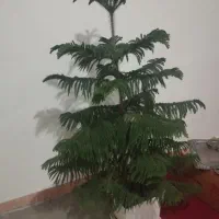 گلدان|گل و گیاه طبیعی|هیر, |دیوار