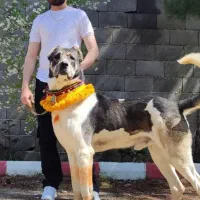 سگ سرابی جهت کشش